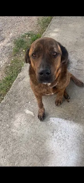 chien lost   34980 Murles Malabar