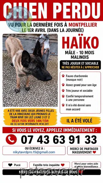 dog lost Montpellier Haïko dog lost Montpellier Haïko
