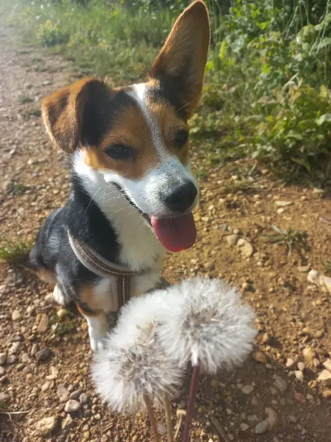 chien lost    Montpellier Lucky