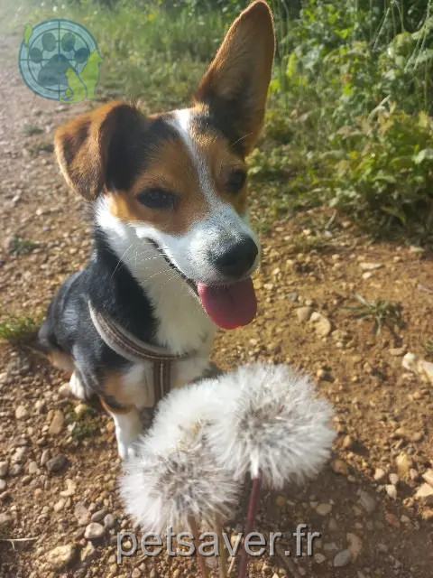cane perso Montpellier Lucky cane lost Montpellier Lucky