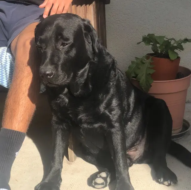 chien lost    Montpellier Otis