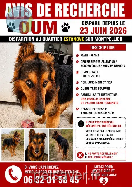 chien lost Montpellier Oum
