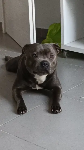 chien lost    Montpellier Tango