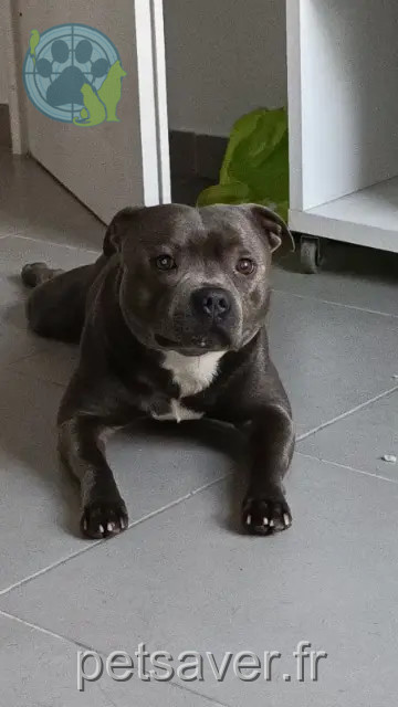chien perdu Montpellier Tango chien lost Montpellier Tango