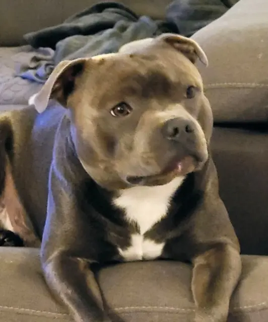 chien lost    Montpellier Tango