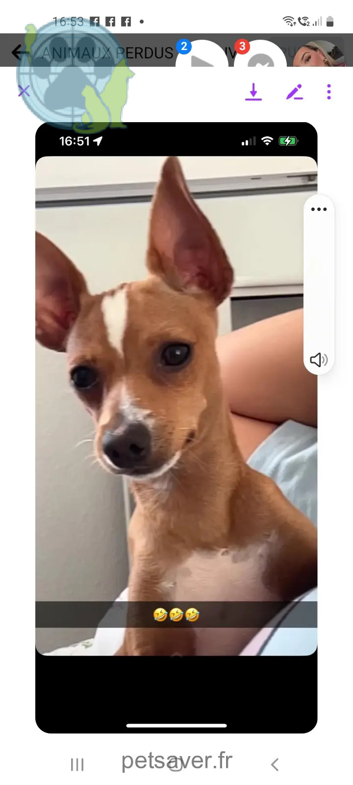 Chien Perdu 34 Hérault Montpellier Chien Perdu 34 Hérault Montpellier