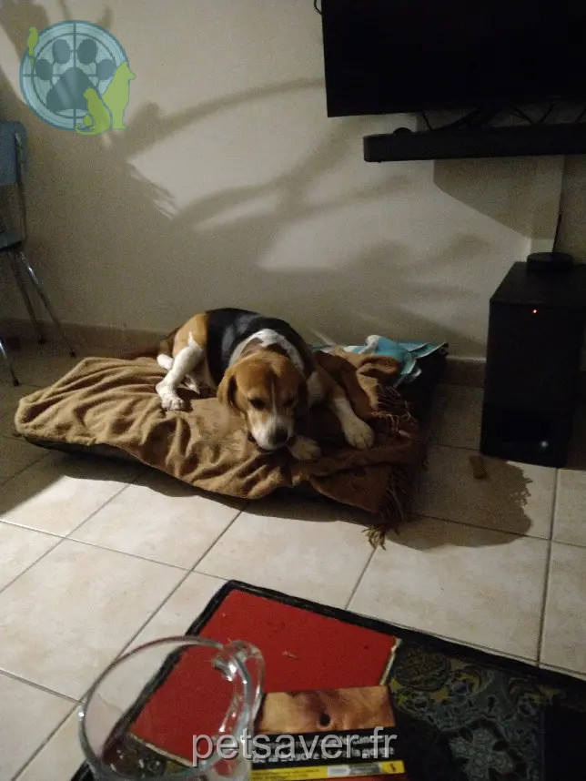 Chien Perdu 34 Hérault Montpellier Chien Perdu 34 Hérault Montpellier