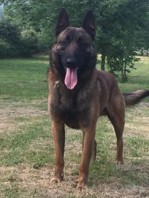 chien lost   34300 Agde N JO