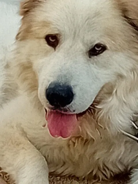 chien lost   34350 Vendres Nassau