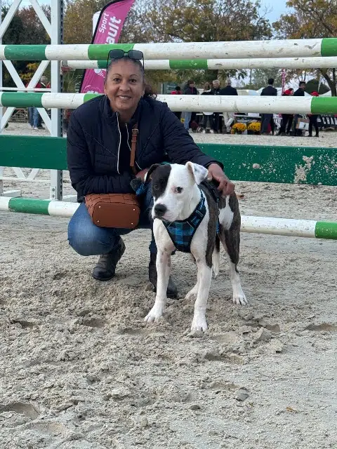 dog lost   34550 Bessan Nino