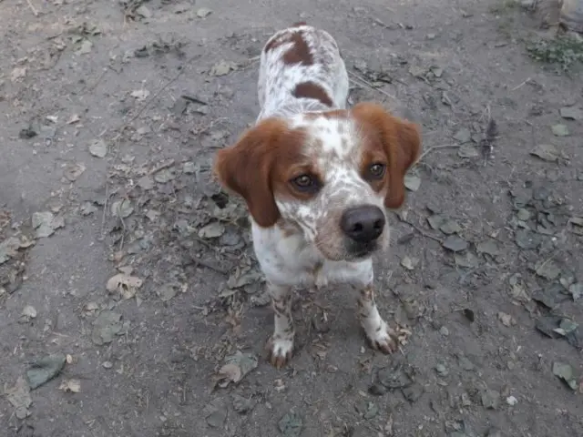 chien lost   34600 Hérépian Oscar