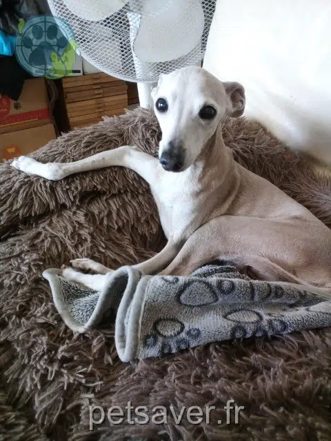 chien lost 34630 Saint-Thibéry Pinou