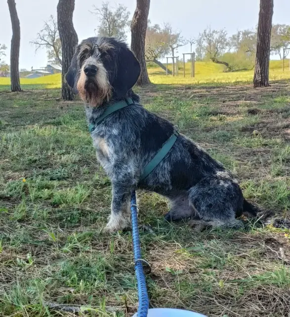 chien lost   34310 Montady Popeye
