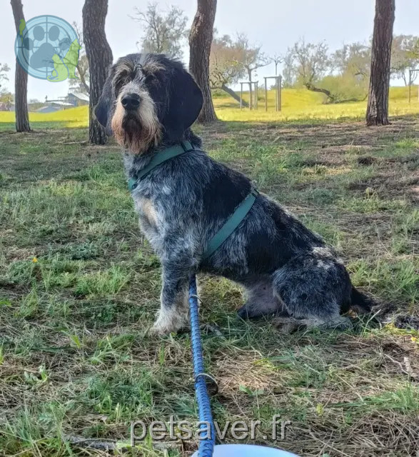 hond vermist 34310 Montady Popeye hond lost 34310 Montady Popeye