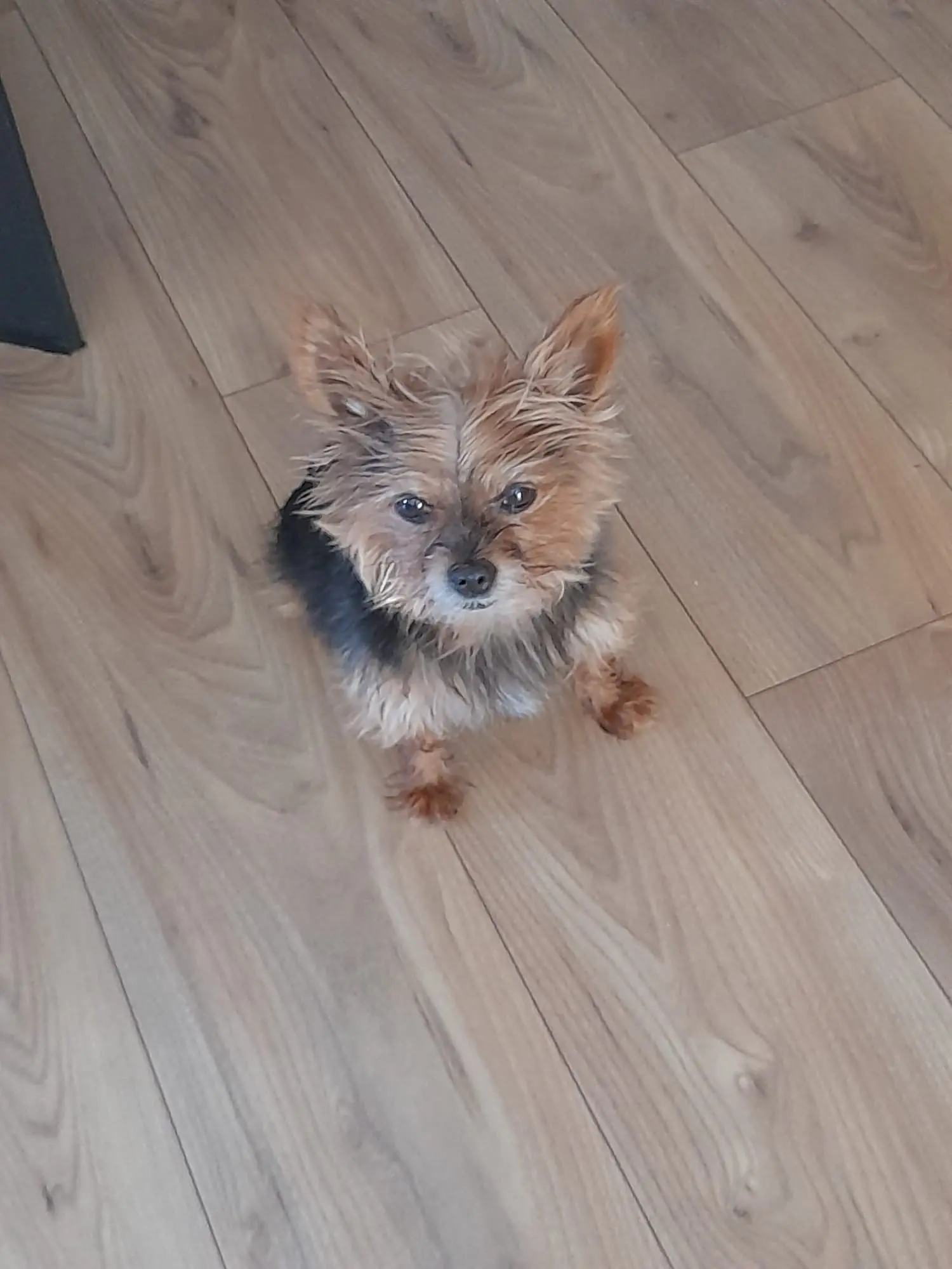 chien lost   34670 Baillargues Rexy