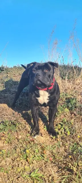 chien lost   34570 Pignan Rocky