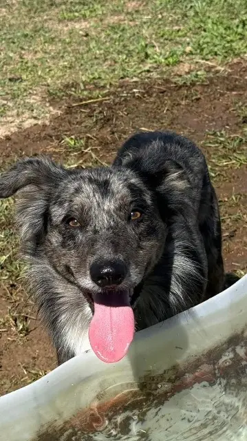 chien lost   34300 Agde Salsa