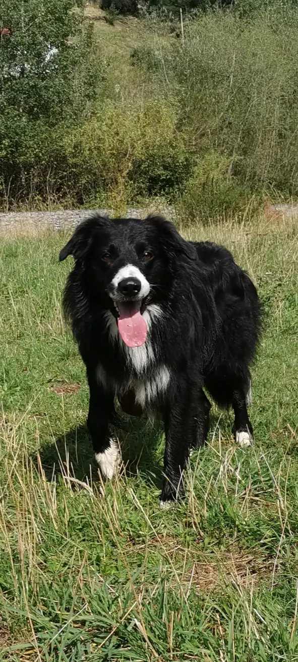 Chien Perdu 34 Hérault - Sayane Chien Perdu 34 Hérault - Sayane