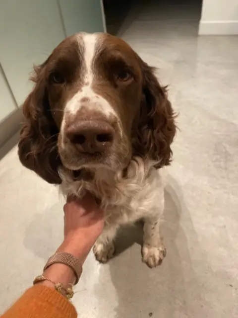 chien lost   34500 Béziers Sher