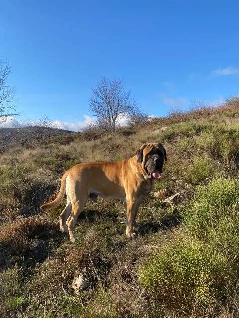 chien lost   34330 Fraisse-sur-Agout Sirius