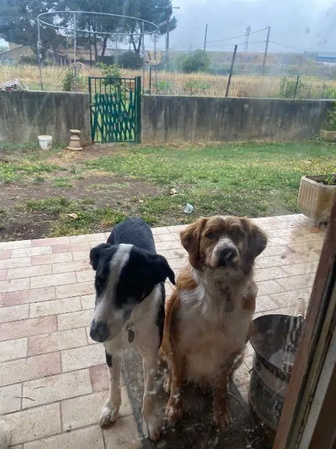 chien lost   34130 Mauguio Sirius