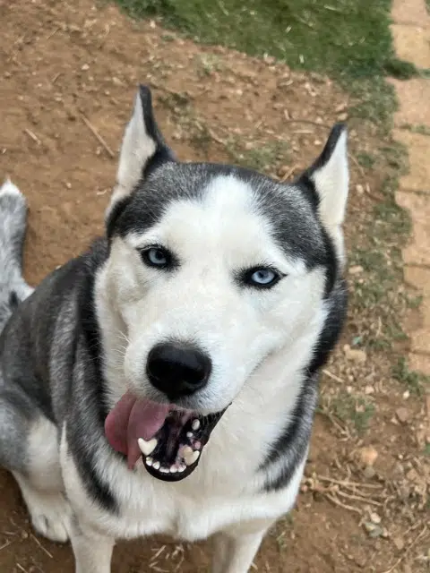 chien lost   34130 Mudaison Sky