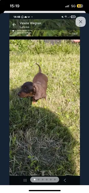 chien lost   34300 Agde Snickers