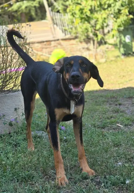 chien lost   34600 Taussac-la-Billière Sherlock