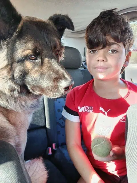 chien lost   34300 Agde Tito