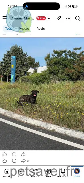cane perso 34160 Boisseron Toby cane lost 34160 Boisseron Toby