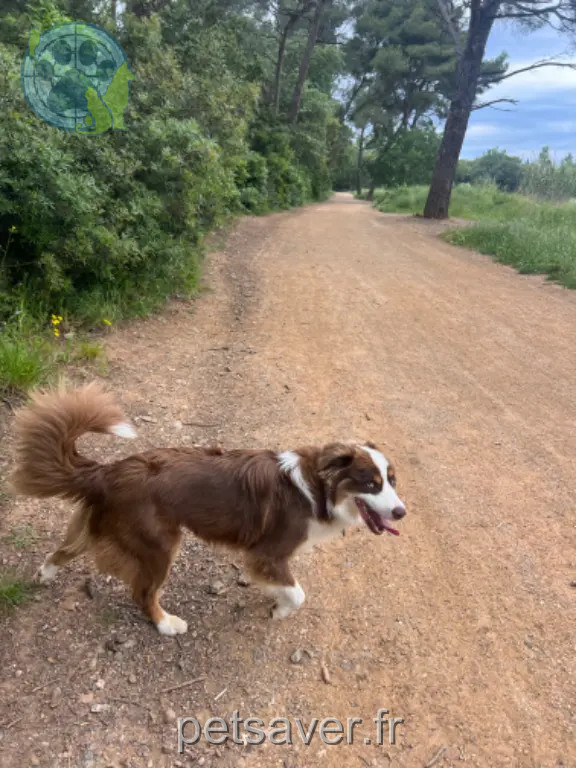 Chien Perdu 34 Hérault - Toujust Chien Perdu 34 Hérault - Toujust