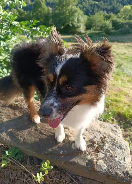 chien lost   34130 Mauguio Uly