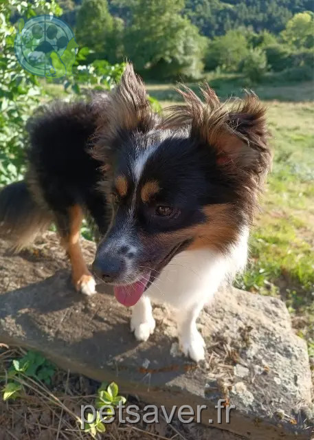 Hund vermisst 34130 Mauguio Uly Hund lost 34130 Mauguio Uly