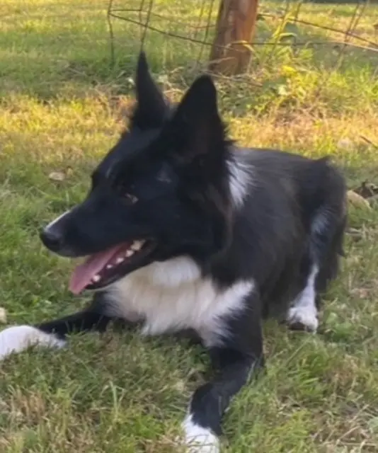 chien lost   34750 Villeneuve-lès-Maguelone Ulysse