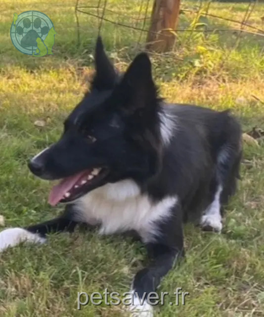 hond vermist 34750 Villeneuve-lès-Maguelone Ulysse hond lost 34750 Villeneuve-lès-Maguelone Ulysse