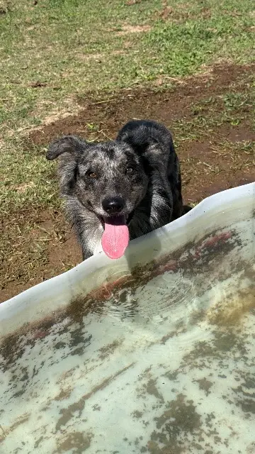 chien lost   34300 Agde Usko