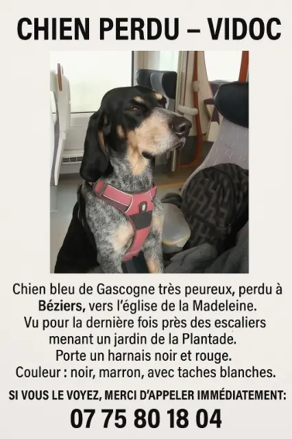 cão perdido 34500 Béziers Vidoc cão lost 34500 Béziers Vidoc