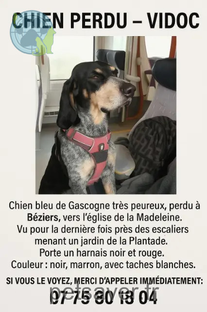 dog lost 34500 Béziers Vidoc dog lost 34500 Béziers Vidoc