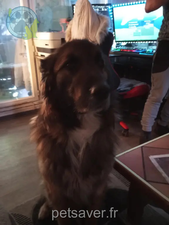 Chien Perdu 34 Hérault - Yack Chien Perdu 34 Hérault - Yack
