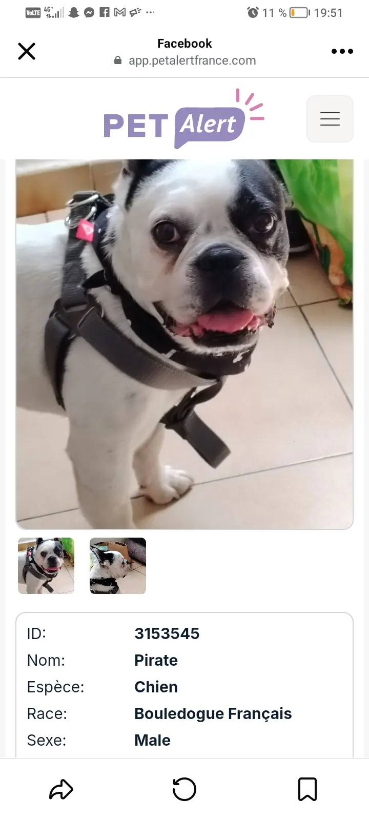 Chien Perdu 34 Hérault Chien Perdu 34 Hérault