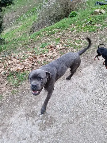 Chien Perdu 34 Hérault Chien Perdu 34 Hérault
