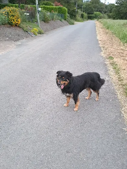 Chien Perdu 35 Ille-et-Vilaine Chien Perdu 35 Ille-et-Vilaine