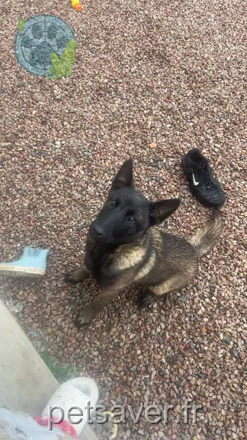 chien perdu 35750 Saint-Malon-sur-Mel Akso chien lost 35750 Saint-Malon-sur-Mel Akso