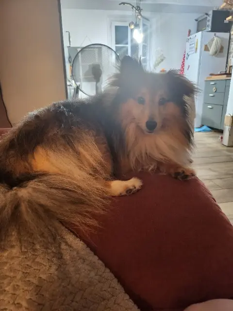 chien lost   35440 Feins Archie