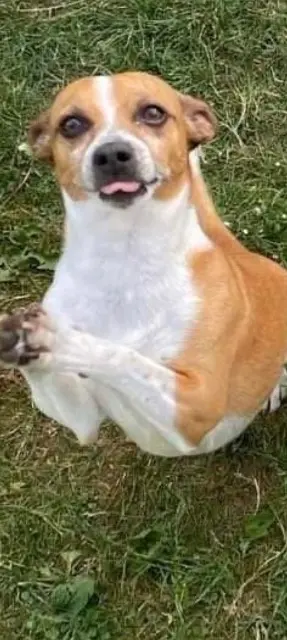 chien lost   35134 Thourie Bimbo