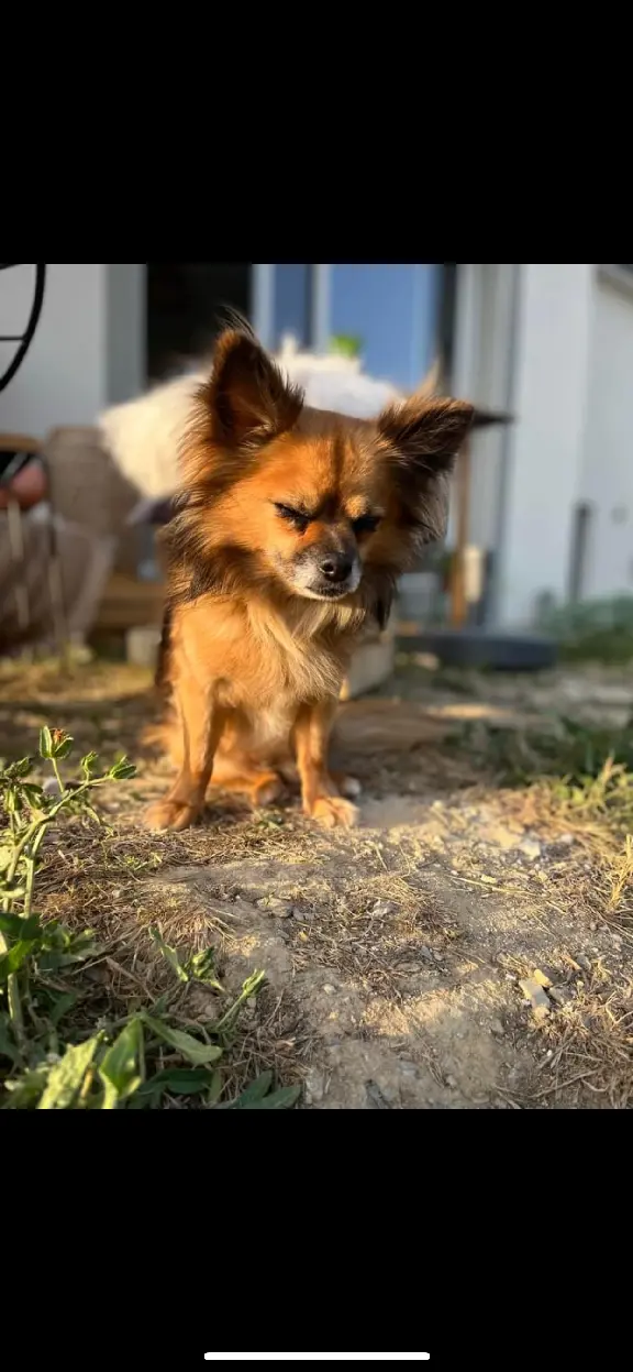 Chien Perdu 35 Ille-et-Vilaine - Cookie Chien Perdu 35 Ille-et-Vilaine - Cookie