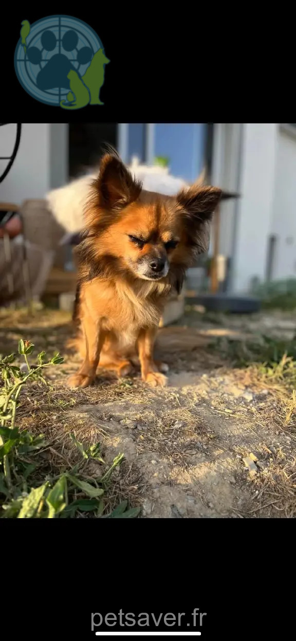 Chien Perdu 35 Ille-et-Vilaine - Cookie Chien Perdu 35 Ille-et-Vilaine - Cookie