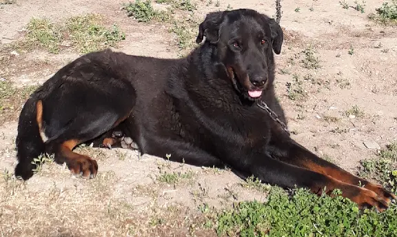 Chien Perdu 35 Ille-et-Vilaine - Icare