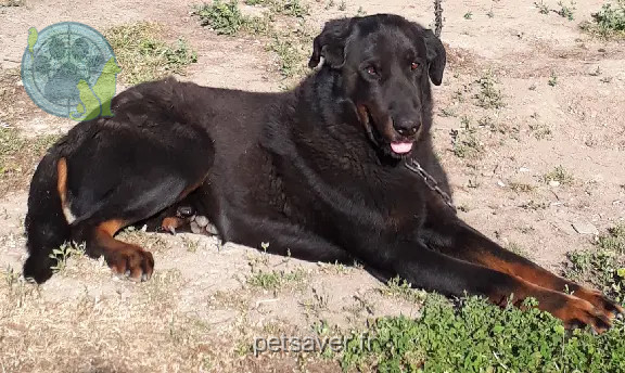 Chien Perdu 35 Ille-et-Vilaine - Icare Chien Perdu 35 Ille-et-Vilaine - Icare
