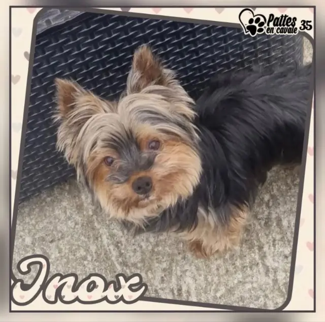 chien lost   35270 Combourg Inox